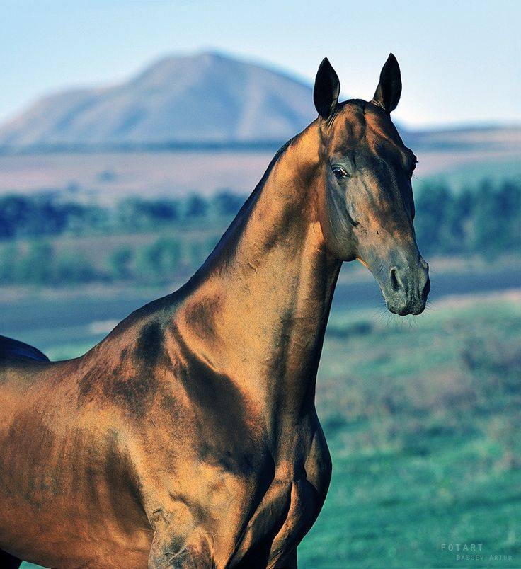 Akhal-Teke Horses